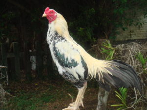 Ayam Bangkok Termahal Di Dunia
