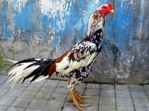 Cara Pemberian Bawang Putih Dan Manfaat Nya Untuk Ayam Bangkok