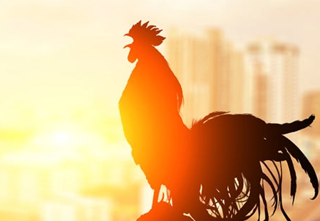 Agen Sabung Ayam Online -  UKURAN KELAS DI ARENA SABUNG AYAM BANGKOK