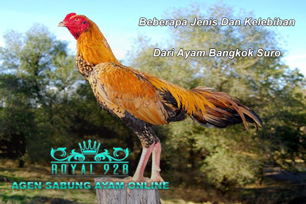 Beberapa Jenis Dan Kelebihan Dari Ayam Bangkok Suro