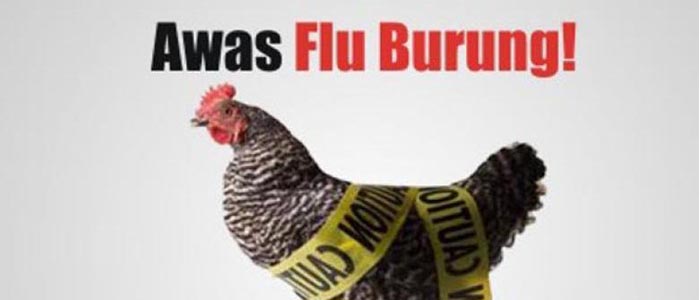 Cara Mengatasi Virus Flu Burung yang Sering Menyerang Sabung Ayam