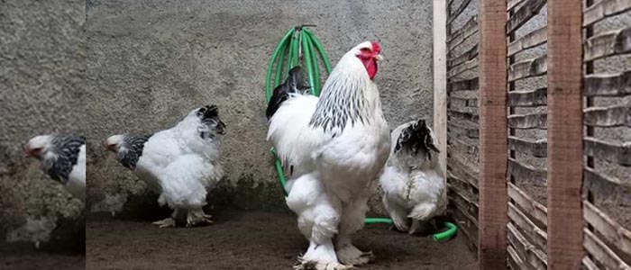 Faktor-Faktor Yang Membuat Harga Ayam Brahma Menjadi Mahal