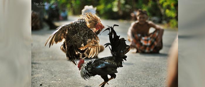 Jenis - Jenis Ayam Aduan Lokal Asli dan Khas Indonesia