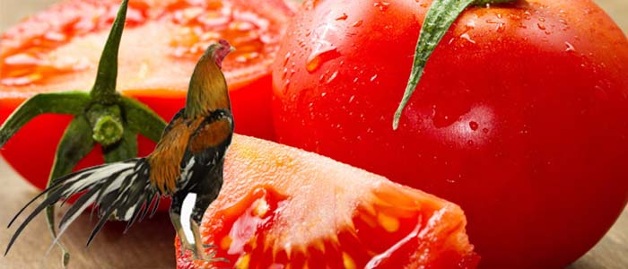 Kegunaan Tomat Sebagai Pakan Tambahan Sabung Ayam Bangkok