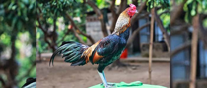 Kelebihan Sabung Ayam Birma