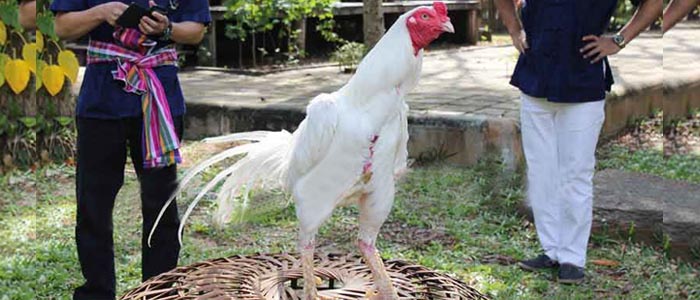 Mengenal Kelebihan Jenis Sabung Ayam bangkok Putih (Kinantan Putih)