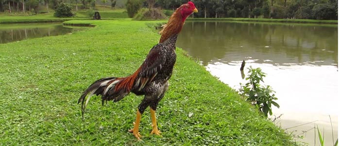 TIps Menguatkan Leher Ayam Dengan Beberapa Cara Ampuh