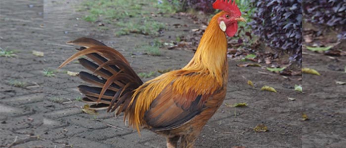 Tips Meliihat Ciri-Ciri Ayam Aduan Peruvian Asli dan Kelebihannya