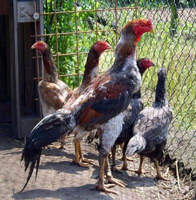 Kelebihan-Dan-Kekurangan-Ayam-Shamo-Sebagai-Ayam-Aduan