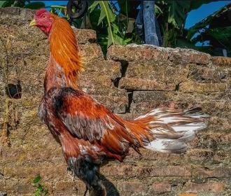 Kelebihan-Dan-Kekurangan-Yang-Ada-Pada-Ayam-Aduan-Brazil