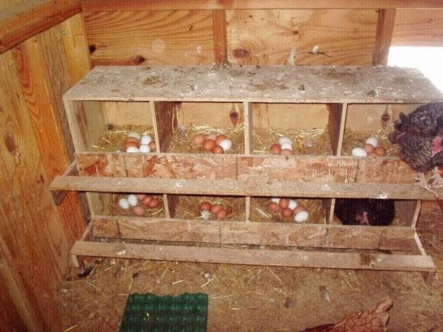 Standart-Kandang-Ideal-Untuk-Pengeraman-Telur-Ayam-Aduan