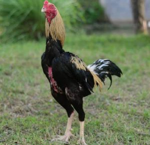 Jenis-Jenis-Ayam-Bangkok-Berdasarkan-Ciri-Warna-Bulu