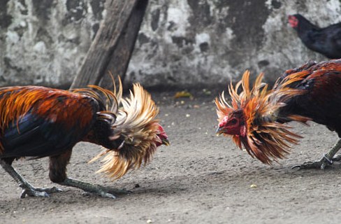 Rahasia Meracik Ramuan Untuk Ayam Bangkok Aduan
