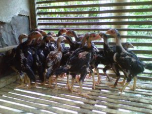 Cara Memilih Bibit Anak Ayam Bangkok Usia 2 Minggu Yang Baik