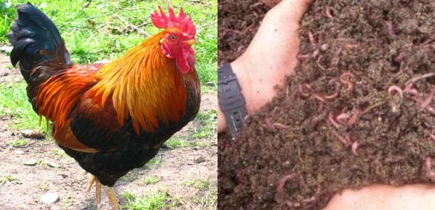 Cacing Tanah Sangat Bermanfaat Untuk Kesehatan Ayam Bangkok