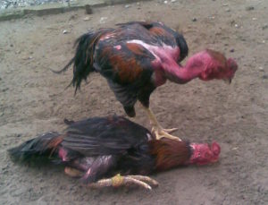 Cara Mendeteksi Kedahsyatan Pukulan Ayam Aduan