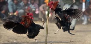 Persiapan Ayam Bangkok Aduan Sebelum Turun Ke Arena Pertarungan