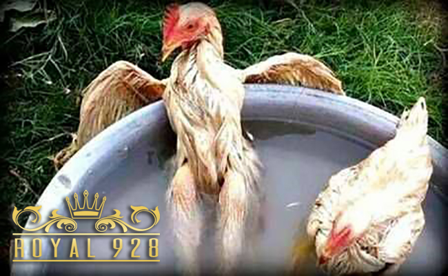 Cara Memandikan Dan Mengairi Ayam Aduan