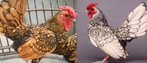 Mengenal Ayam Hias Batik atau Ayam Sebright Kanada
