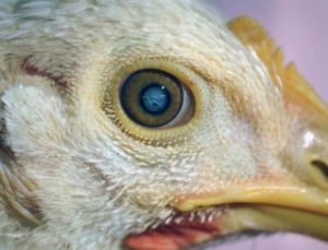 Agen Sabung Ayam Online - SAKIT MATA PADA AYAM ADUAN DAN CARA TEPAT PENGOBATANNYA Jika Ayam Petarung / Ayam Aduan / Ayam Bangkok sudah terkena penyakit mata ini, maka tentunya daya tarung ayam akan semakin berkurang.