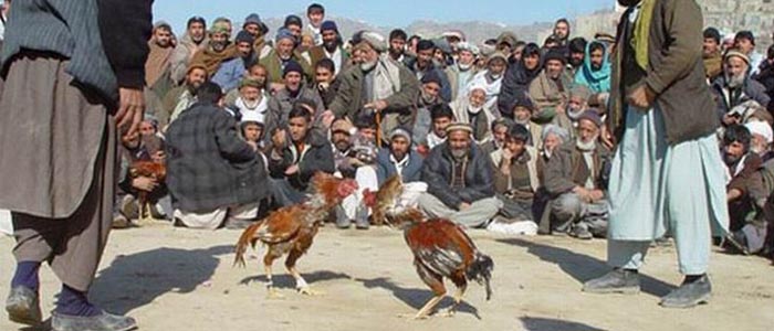 Sabung Ayam Asal Timur Tengah atau Sabung Afghanistan