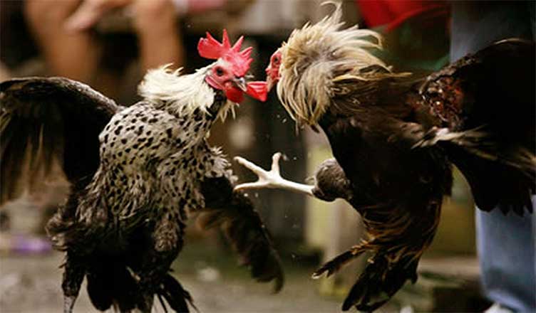 Agen Sabung Ayam Online - PERAWATAN MAKSIMAL SEBELUM LAGA ADUAN SABUNG AYAM