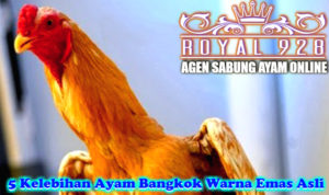 5 Kelebihan Ayam Bangkok Warna Emas Asli