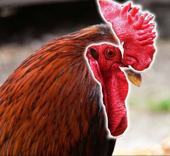Agen Sabung Ayam Online - JAWARA AYAM BANGKOK BERMENTAL BAJA DILIHAT DARI JENGGER