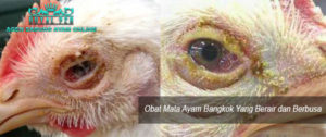 Agen Sabung Ayam Online Obat Mata Ayam Bangkok Yang Berair dan Berbusa