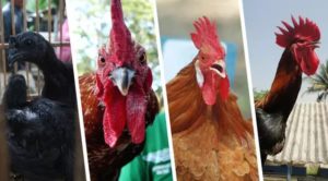 Agen Sabung Ayam Online - PARA BOBOTOH THAILAND TAKUT HADAPI AYAM SABUNG INDONESIA
