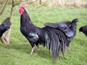Agen Sabung Ayam Online - KEPERCAYAAN TERHADAP AYAM ADUAN BERWARNA HITAM  Ayam sabung yang memiliki warna bulu hitam dipercaya memiliki kekuatan yang lebih besar apabila dibandingkan dengan ayam sabung yang lainnya