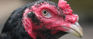 Cara Melihat Posisi dan Bentuk Mata Sabung Ayam Bangkok Pemenang
