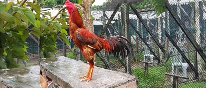Ciri-Ciri Sabung Ayam Bangkok Unggul Juara Laga