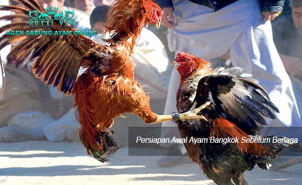 Agen Sabung Ayam Online - Persiapan Awal Ayam Bangkok Sebelum Berlaga