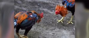 Sabung Ayam Bangkok Import Kualitas Super