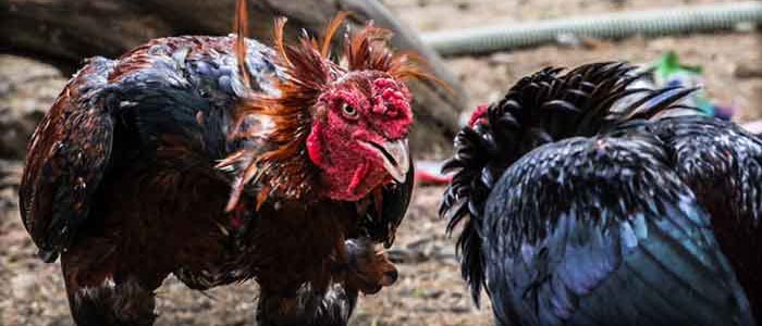 Ciri-Ciri Khas Sabung Ayam Petarung Unggul