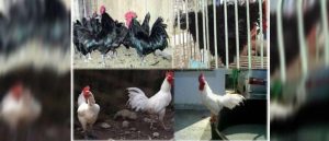 Ciri - Ciri Lengkap Ayam Kedu Hias Yang Tidak Banyak di Ketahui