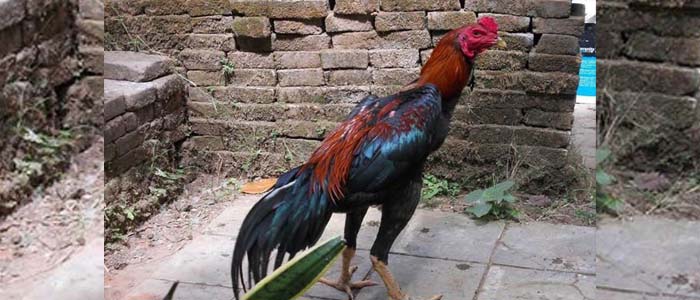 Fakta Tentang Sabung Ayam Gombong Asli Indonesia