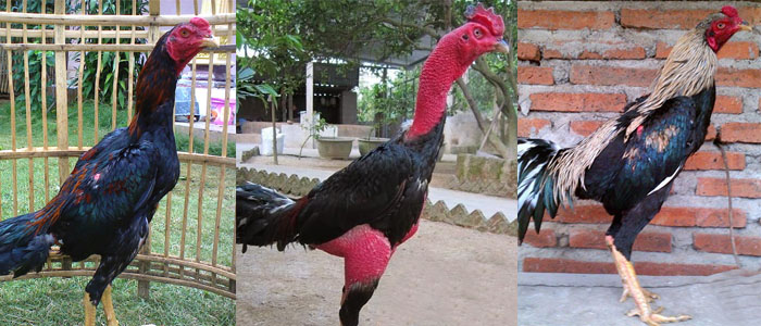 Kenali 3 Jenis Sabung Ayam Terlaris di Seluruh Dunia