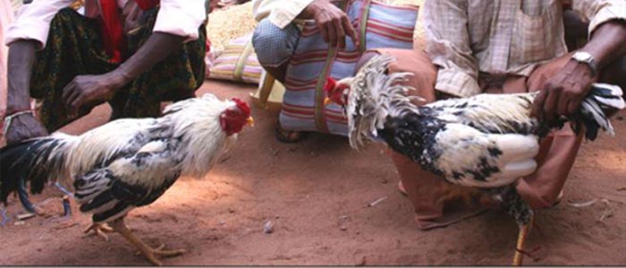 Kenali Jenis-Jenis Ayam Madras Asli Pakistan Yang Populer