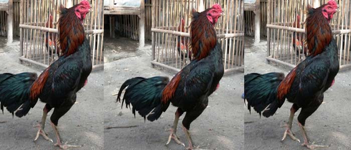 Kenali Keunggulan dan Kelemahan Sabung Ayam Bangkok Kuncir