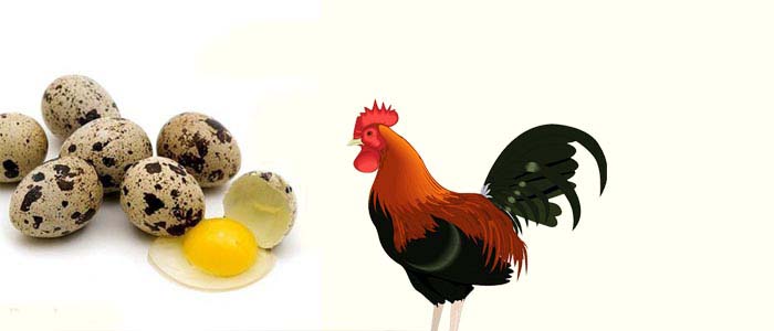 Khasiat Telur Puyuh Sebagai Penambah Energi sabung Ayam Bangkok