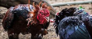 Penting Untuk di Ketahui Ciri Sabung Ayam Bangkok Unggul
