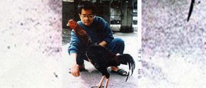 Sabung Ayam Jago Asli Pulau Formosa Taiwan