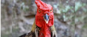 Tips Mudah Untuk Menguatkan Paruh Sabung Ayam Bangkok
