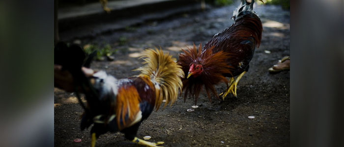 Jenis - Jenis Sabung Ayam Taji Khas Filipina Asli