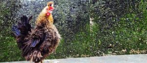 Mengenal Sejarah Jenis Ayam Walik Lokal Khas Bogor