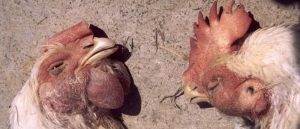Cara Mengobati Penyakit Snot Pada Ayam Aduan Jagoan Anda