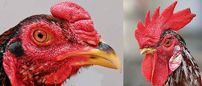 Kenali Jenis-Jenis Jengger Sabung Ayam Aduan Terbaik di Kalangannya