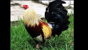 Mengenal Lebih Dekat Ayam Aduan Filipina Asli